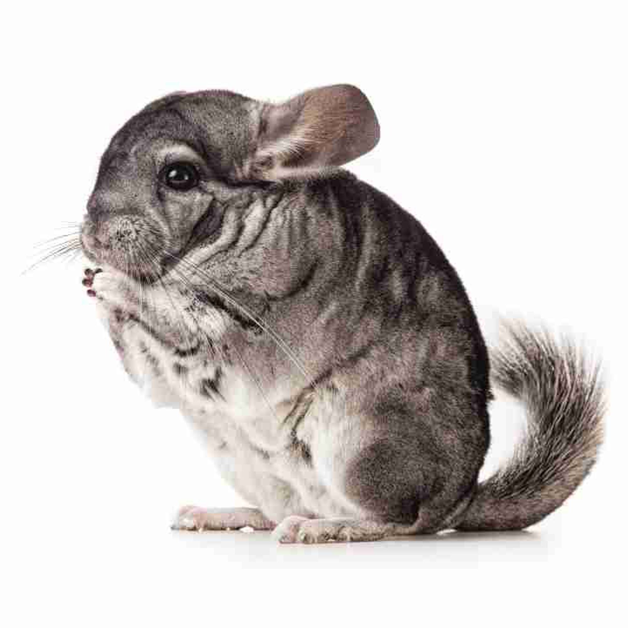 Chinchillaguf