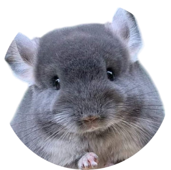Chinchilla
