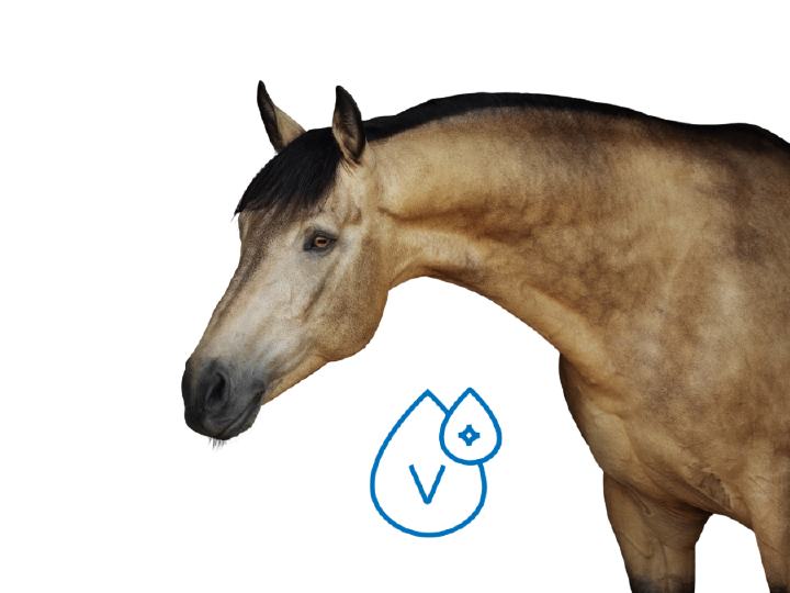 Min hest mangler noget i fodringen