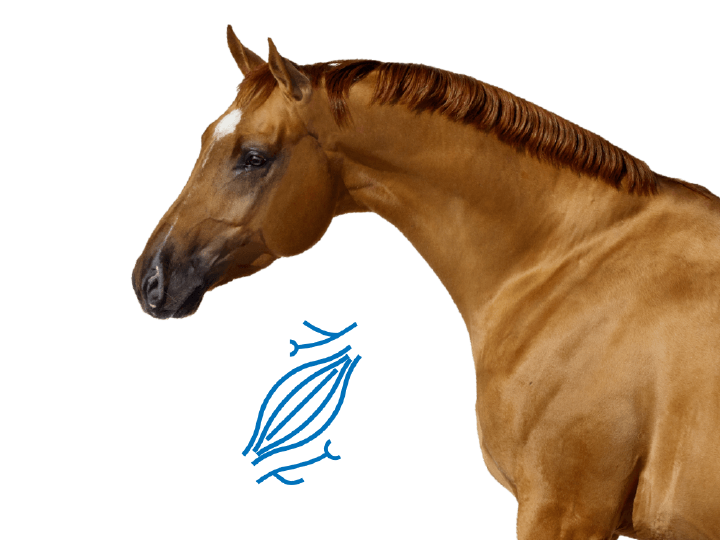 Min hest skal opbygges / pr&aelig;stere