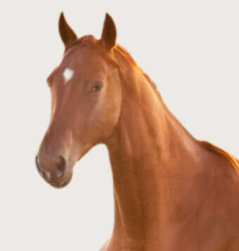 Min hest er urolig