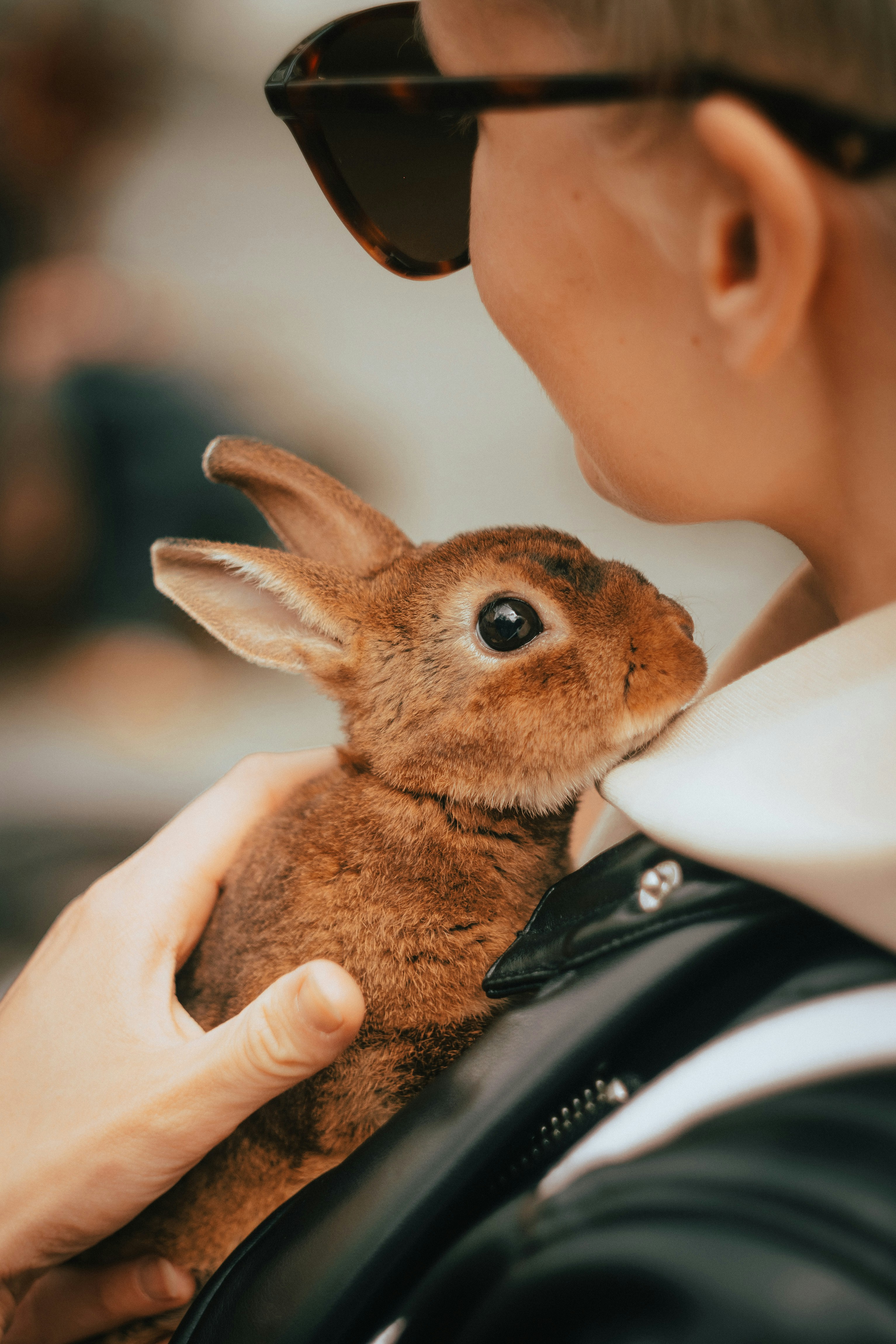 Vi har udvalgt de bedste fodertyper, der findes p� markedet, s� du kan give dit dyr et sundt fundament