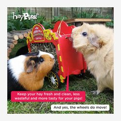 HayPigs! Cirkusvogn  Hbur