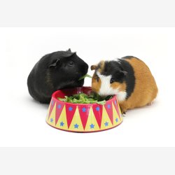 HayPigs! Madtmmer - madskl