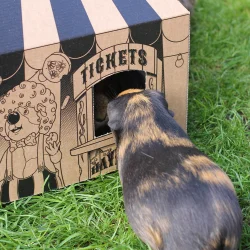 HayPigs! Cirkus Paptelt - spiseligt 