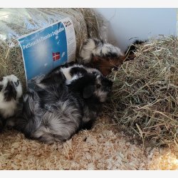 PetSnacks Delikath 2,5 kg