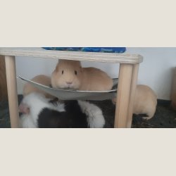 DayBed daseseng - Made Behind Bars 