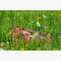 Den vilde eng - Frblanding ca. 90 g