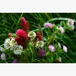 Den vilde eng - Frblanding ca. 90 g