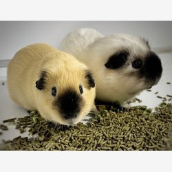 Naturligvis Marsvin 3-6 kg