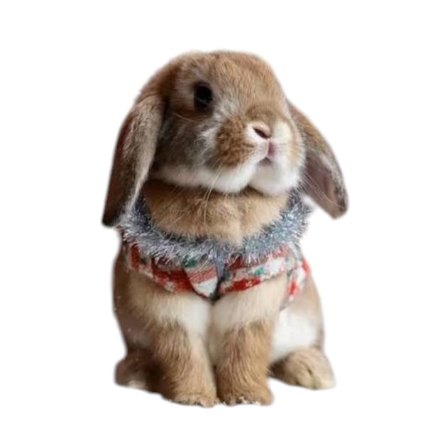 XXL PetSnack Julekalender 2026