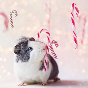 PetSnack Julekalender 2026