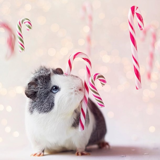 PetSnack Julekalender 2026